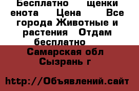 Бесплатно !!! щенки енота!! › Цена ­ 1 - Все города Животные и растения » Отдам бесплатно   . Самарская обл.,Сызрань г.